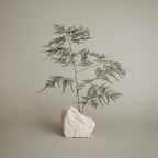 Paul Mitchell Tea Tree Special Shampoo Tree