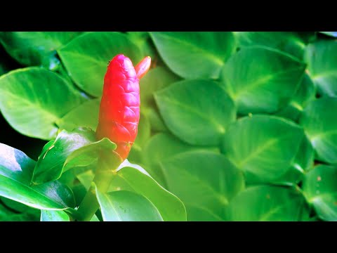 Paul Mitchell Awapuhi Wild Ginger HydraSoft Conditioner 